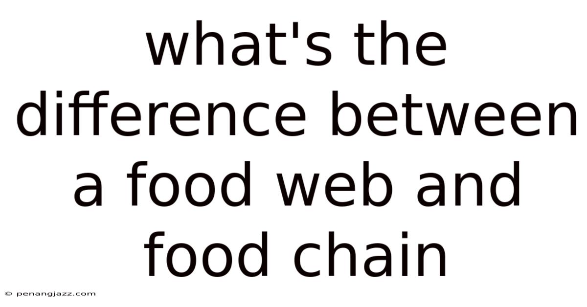 What's The Difference Between A Food Web And Food Chain