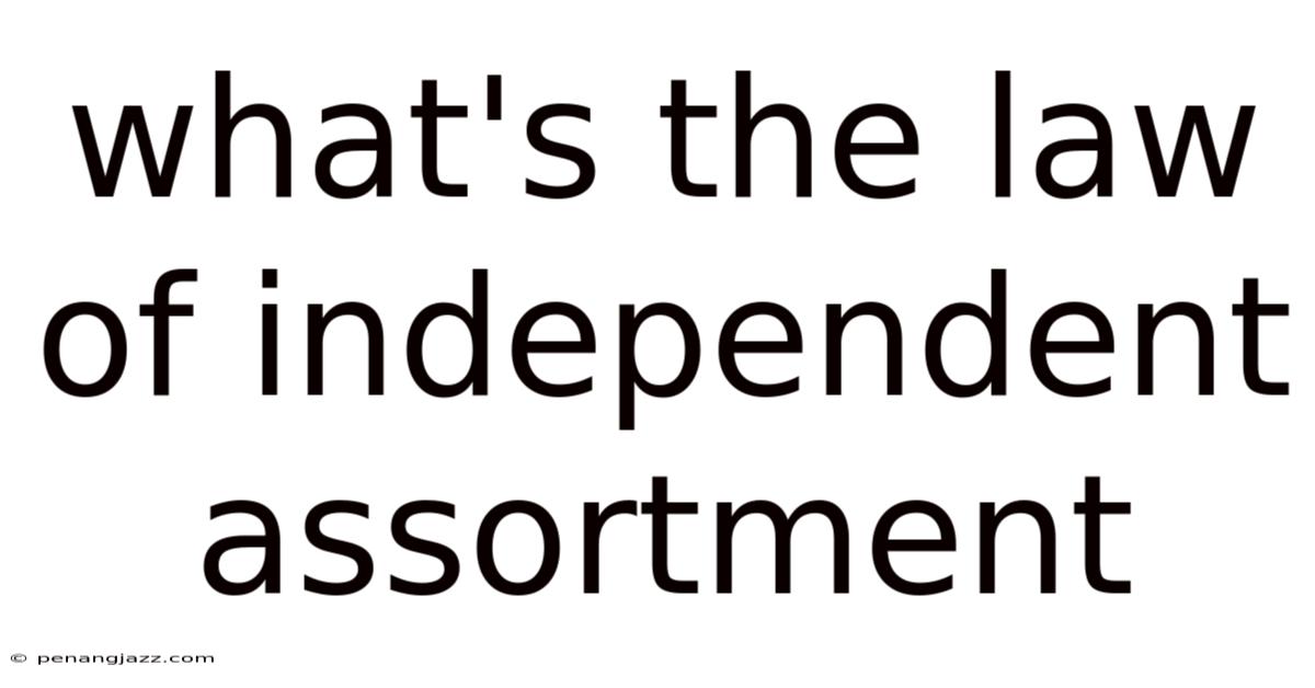 What's The Law Of Independent Assortment