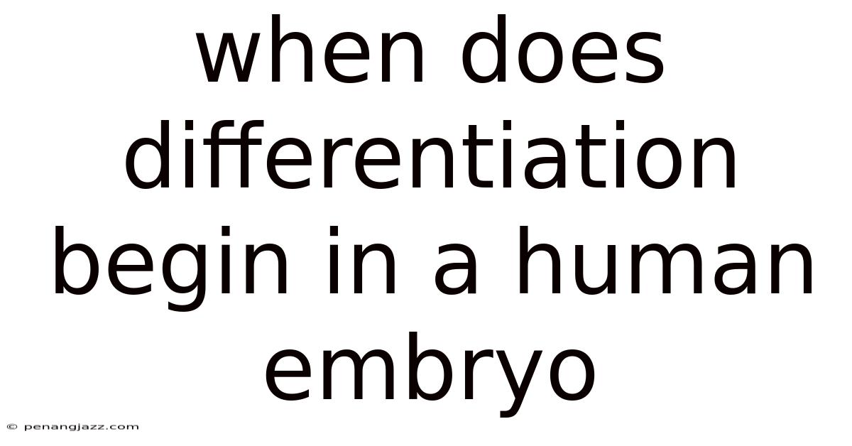 When Does Differentiation Begin In A Human Embryo