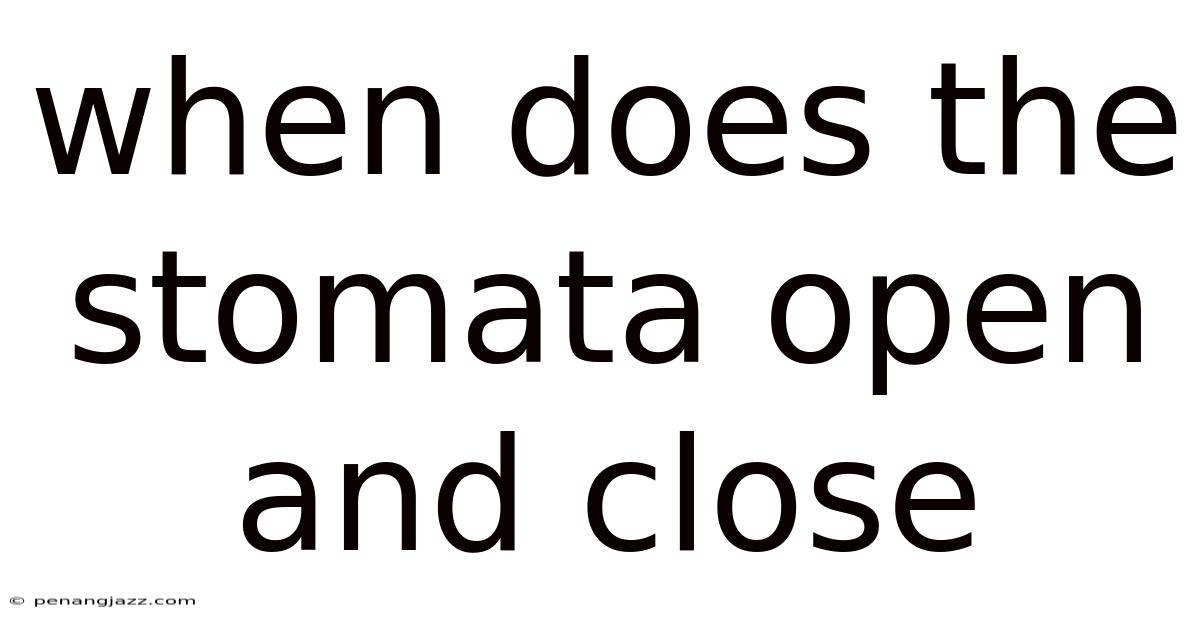 When Does The Stomata Open And Close