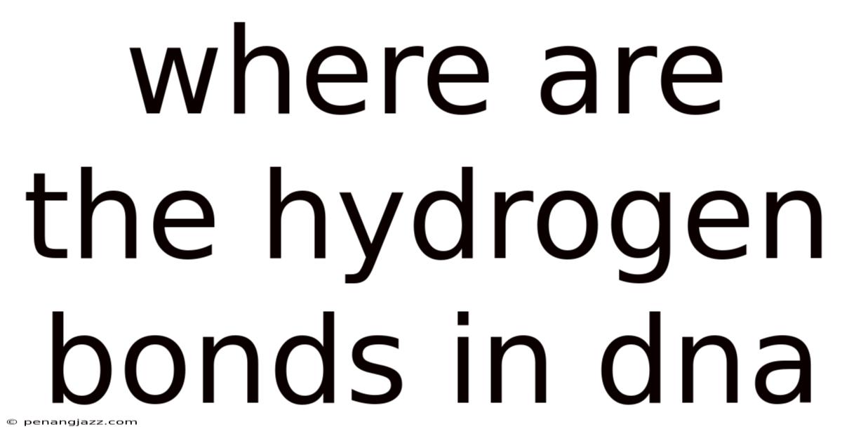 Where Are The Hydrogen Bonds In Dna