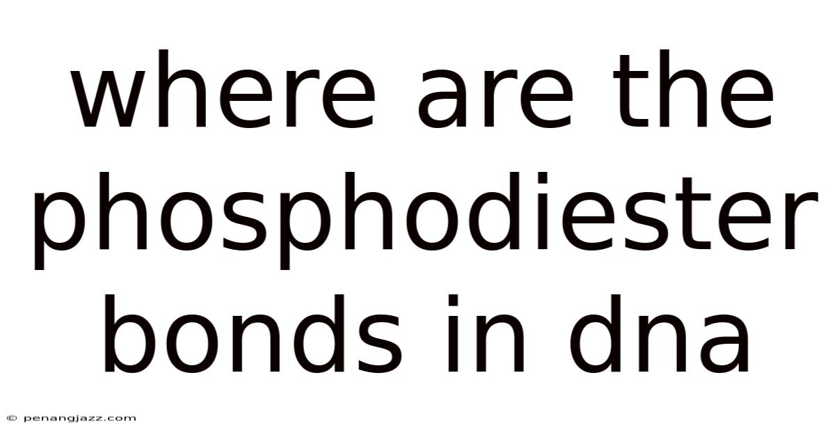 Where Are The Phosphodiester Bonds In Dna