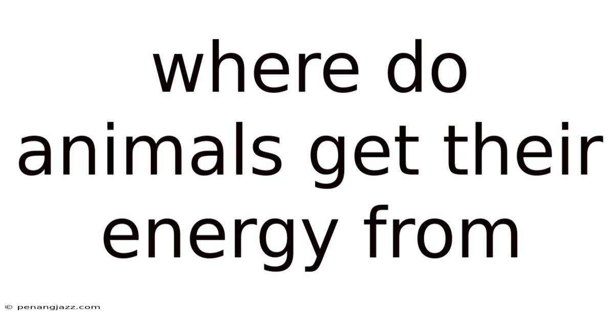 Where Do Animals Get Their Energy From
