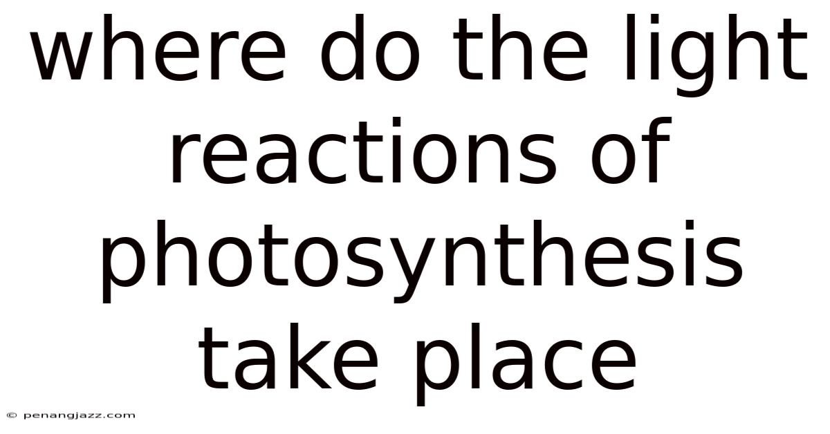 Where Do The Light Reactions Of Photosynthesis Take Place