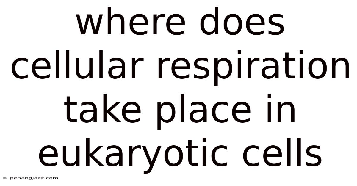 Where Does Cellular Respiration Take Place In Eukaryotic Cells