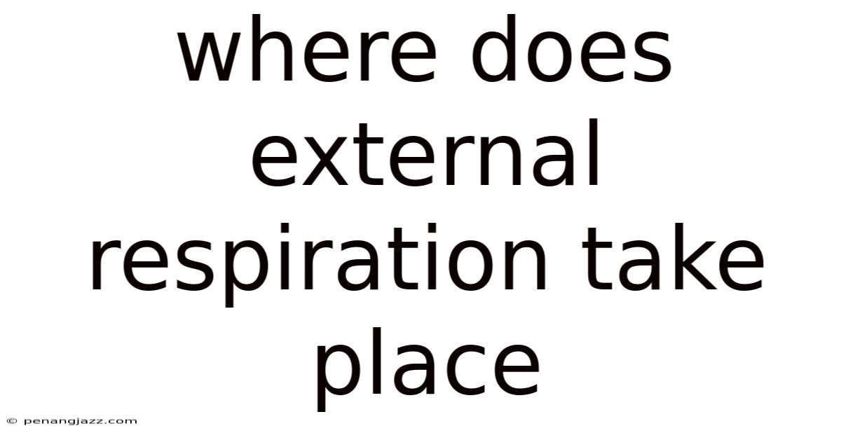 Where Does External Respiration Take Place