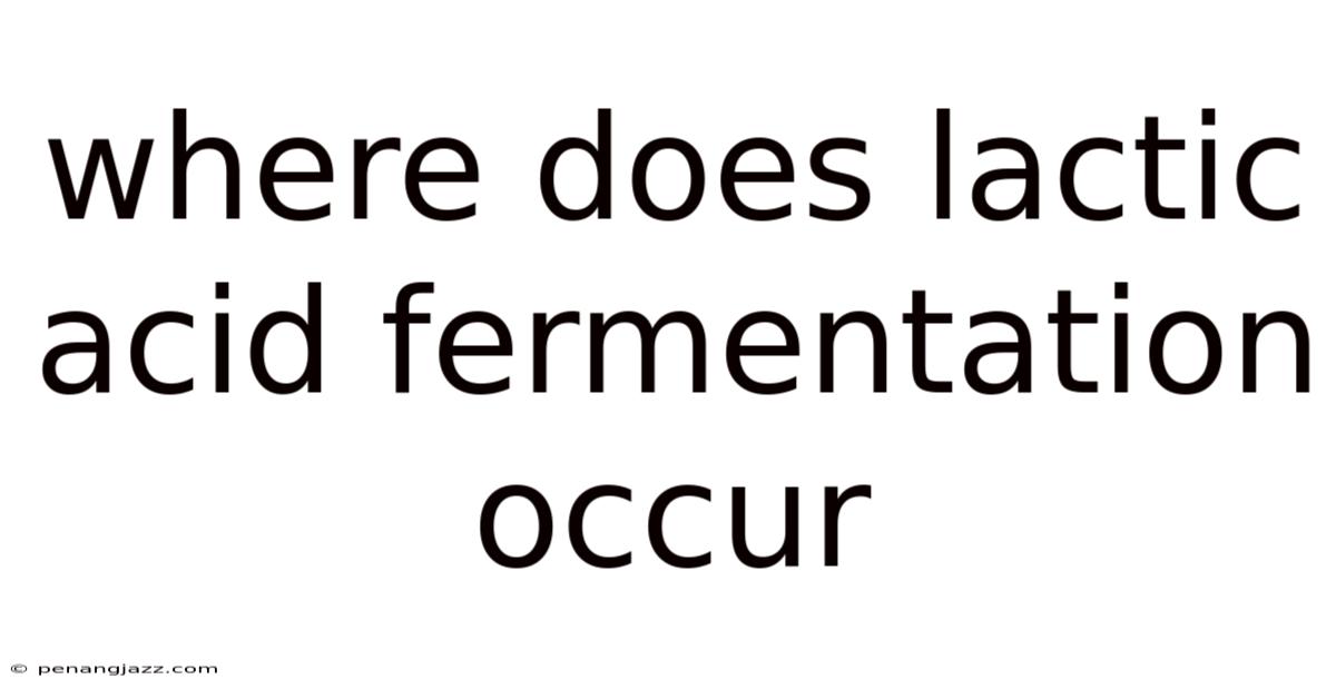 Where Does Lactic Acid Fermentation Occur