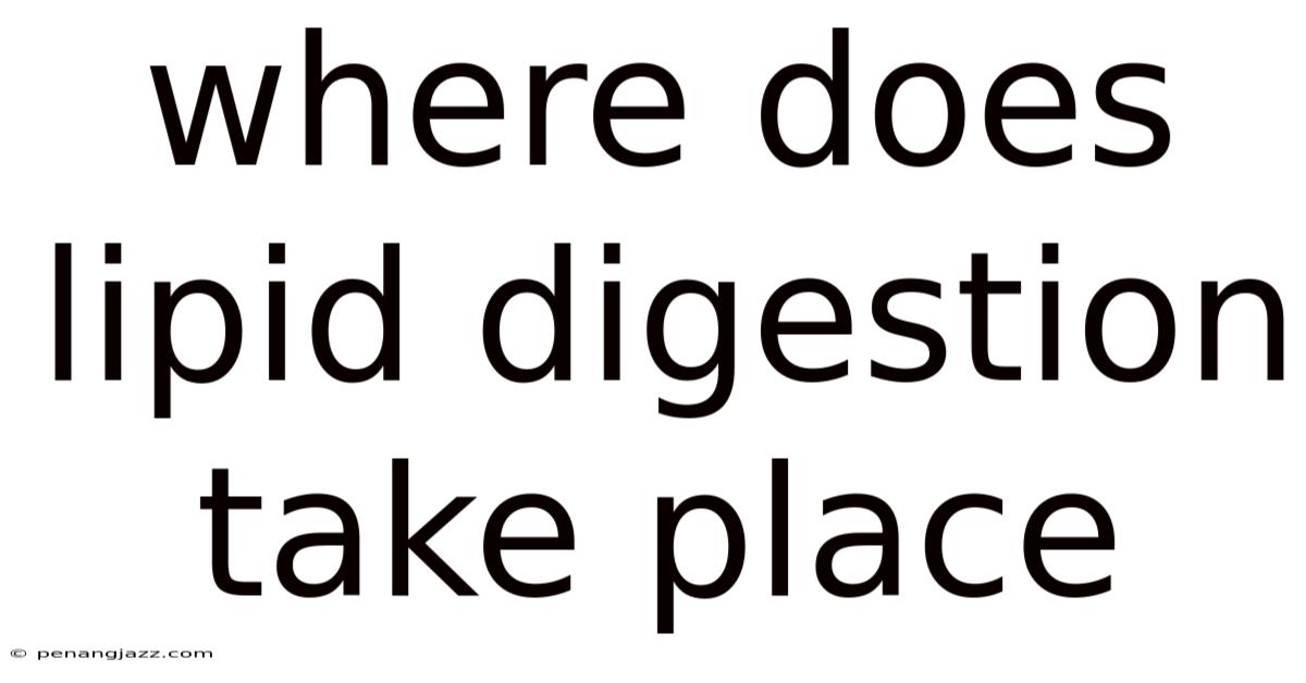 Where Does Lipid Digestion Take Place