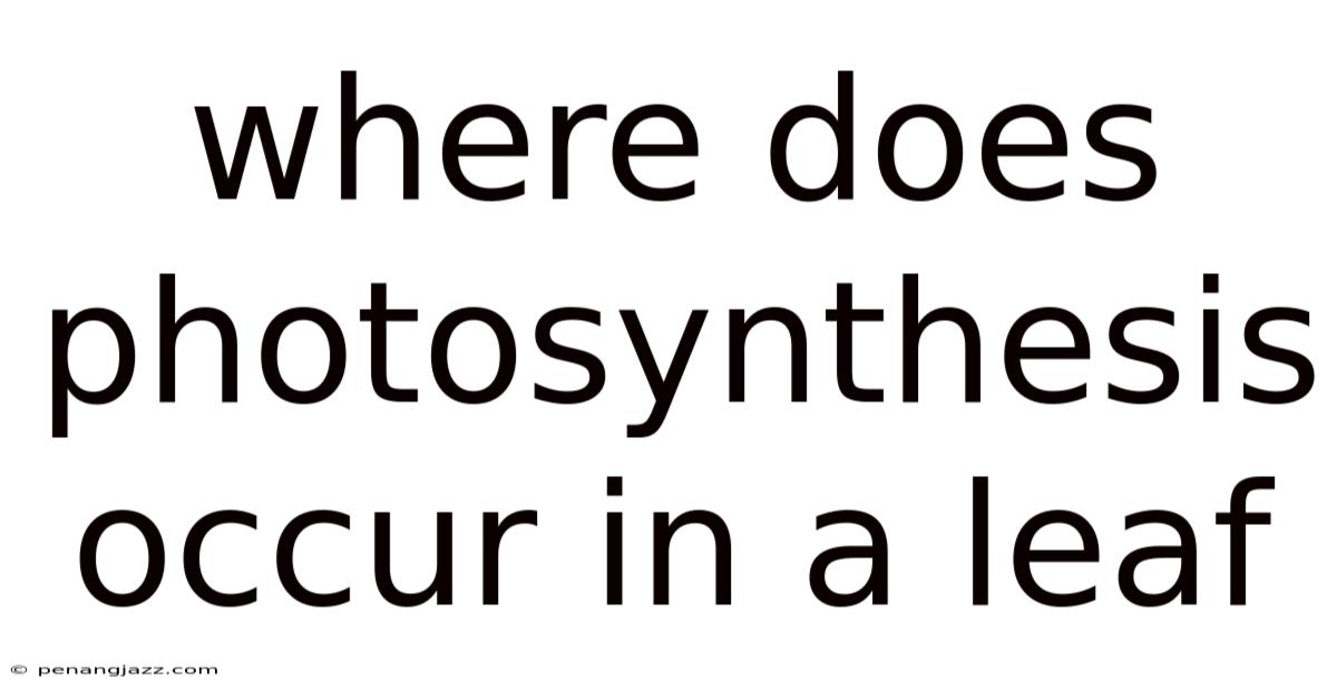 Where Does Photosynthesis Occur In A Leaf