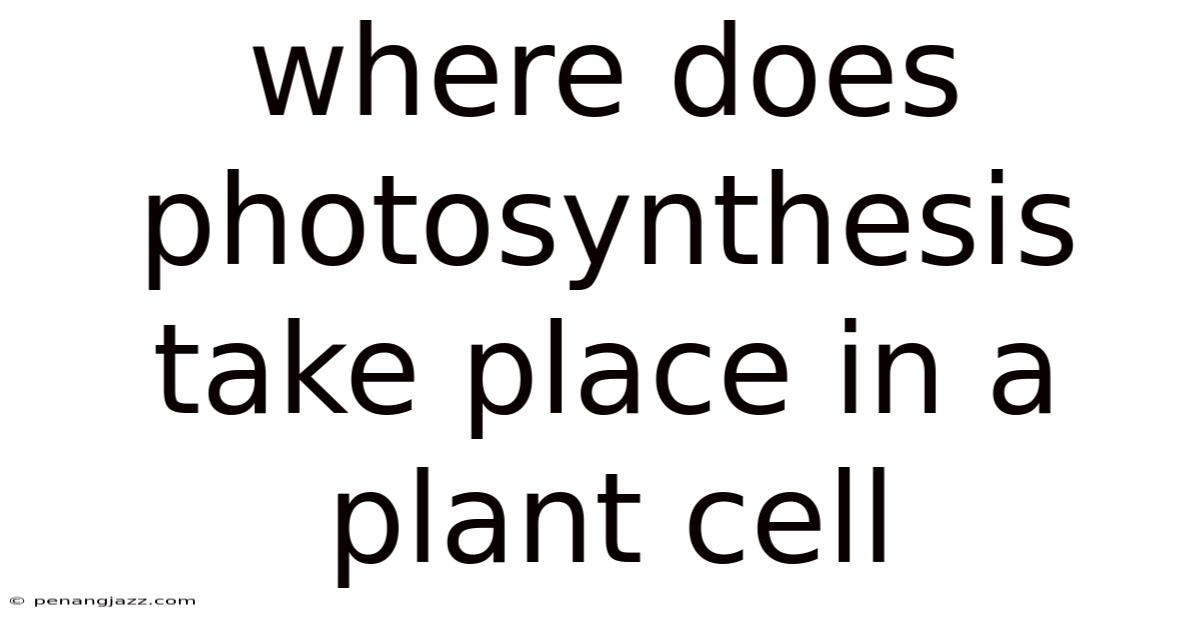 Where Does Photosynthesis Take Place In A Plant Cell