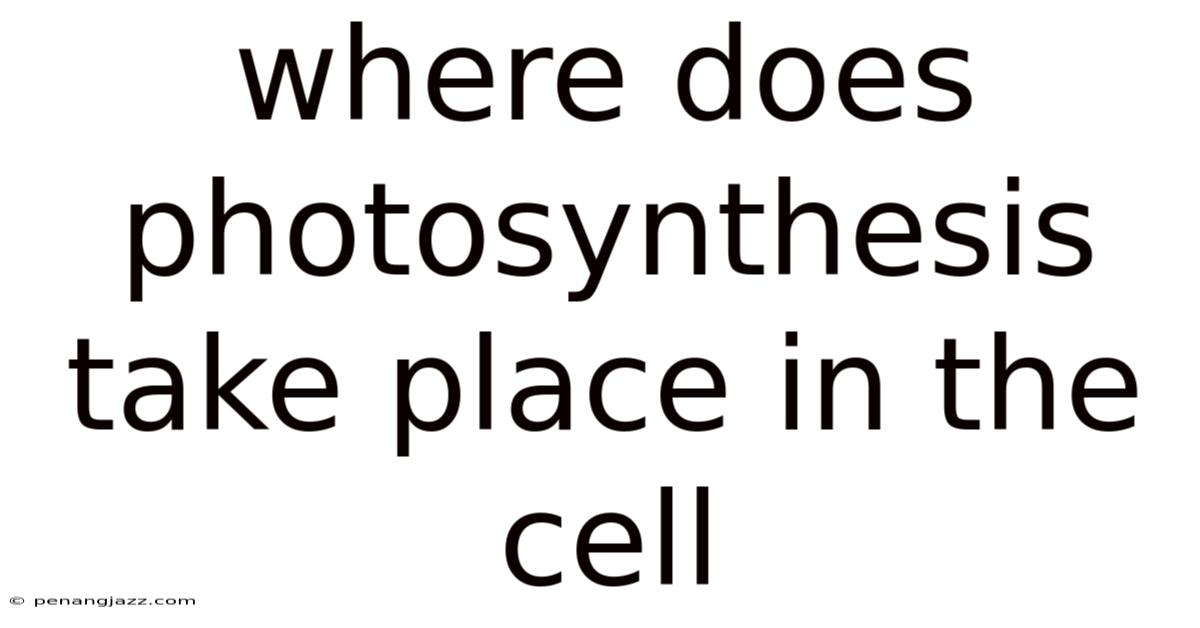 Where Does Photosynthesis Take Place In The Cell