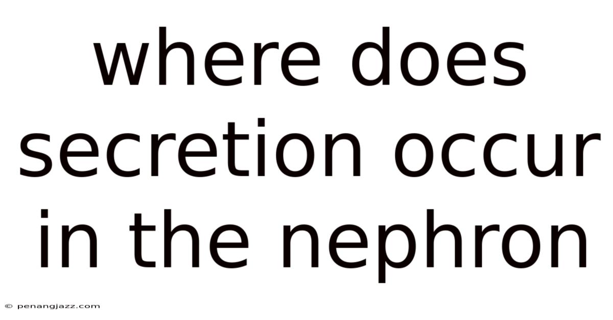 Where Does Secretion Occur In The Nephron