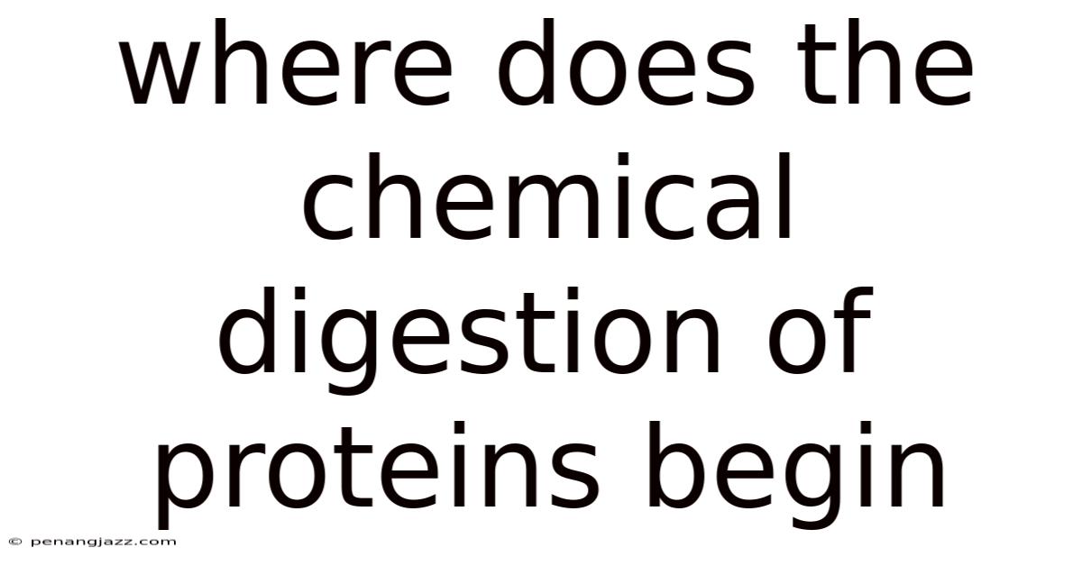 Where Does The Chemical Digestion Of Proteins Begin