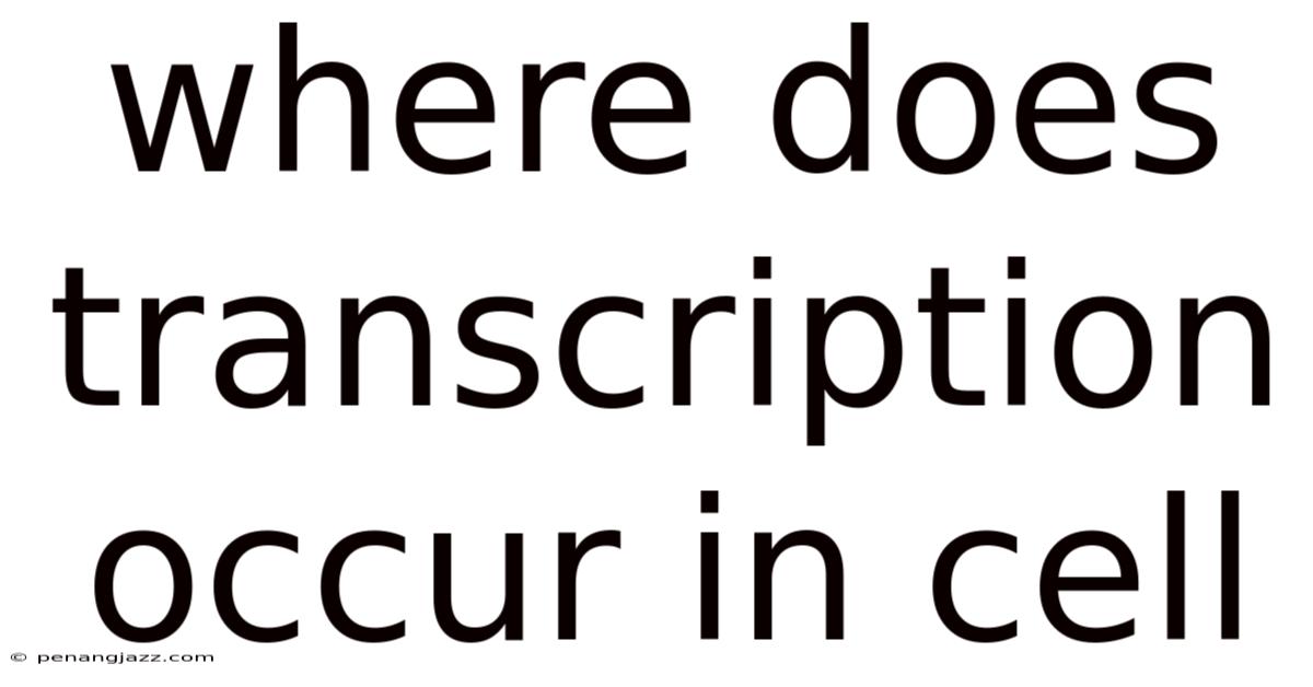 Where Does Transcription Occur In Cell
