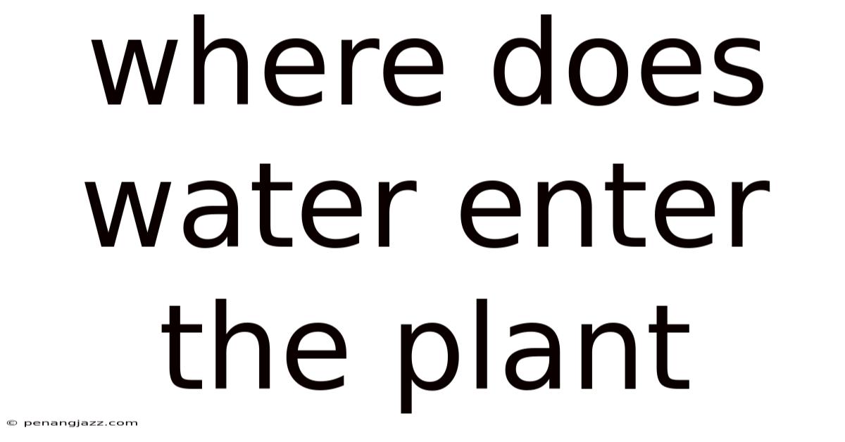 Where Does Water Enter The Plant