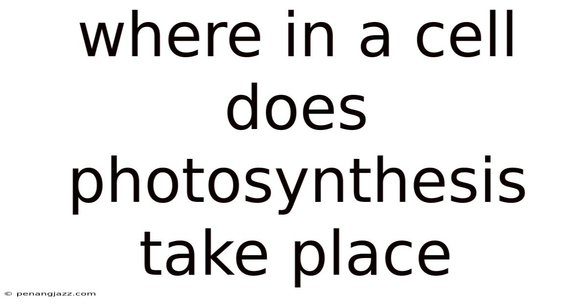 Where In A Cell Does Photosynthesis Take Place