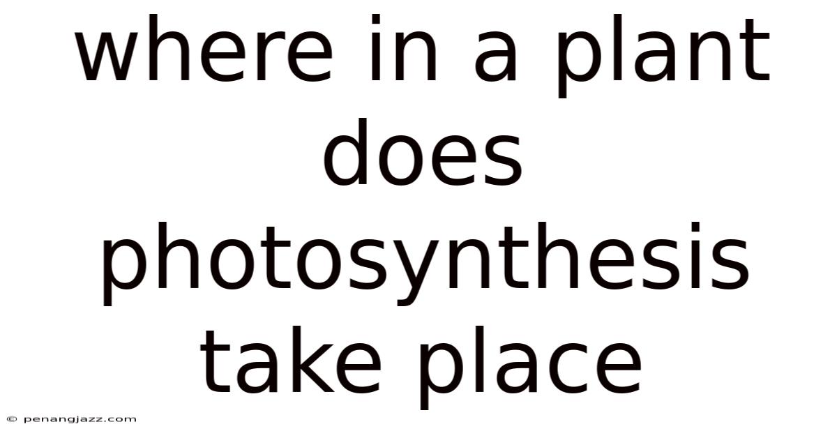 Where In A Plant Does Photosynthesis Take Place