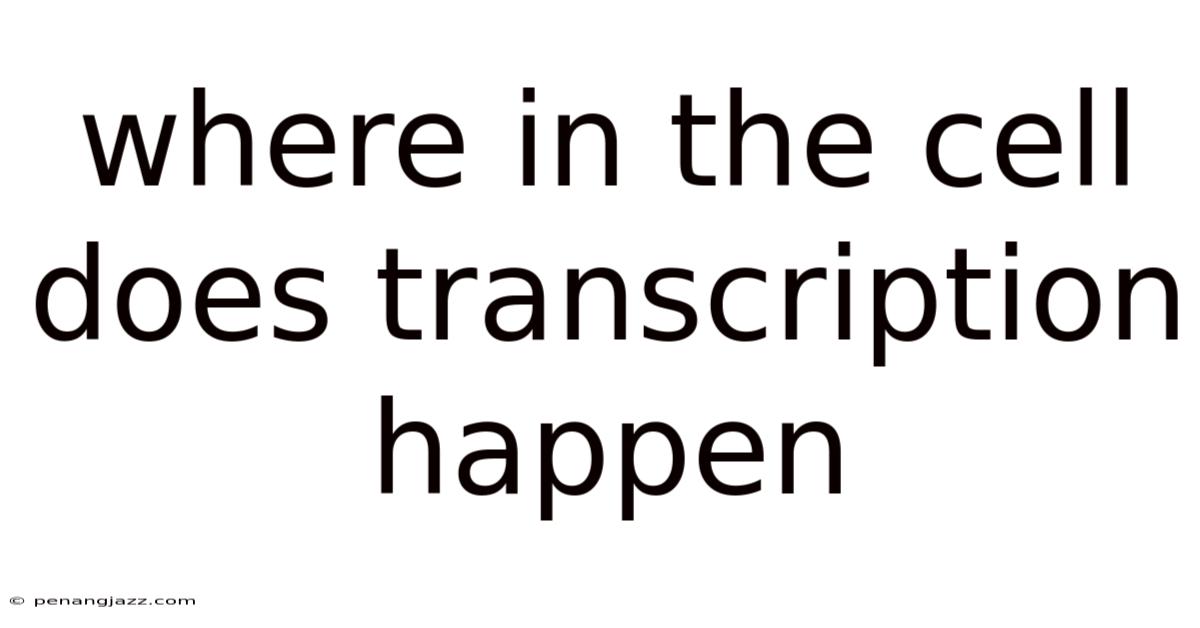 Where In The Cell Does Transcription Happen