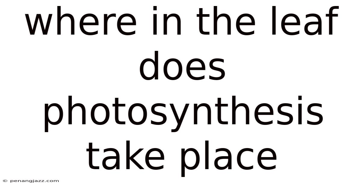 Where In The Leaf Does Photosynthesis Take Place