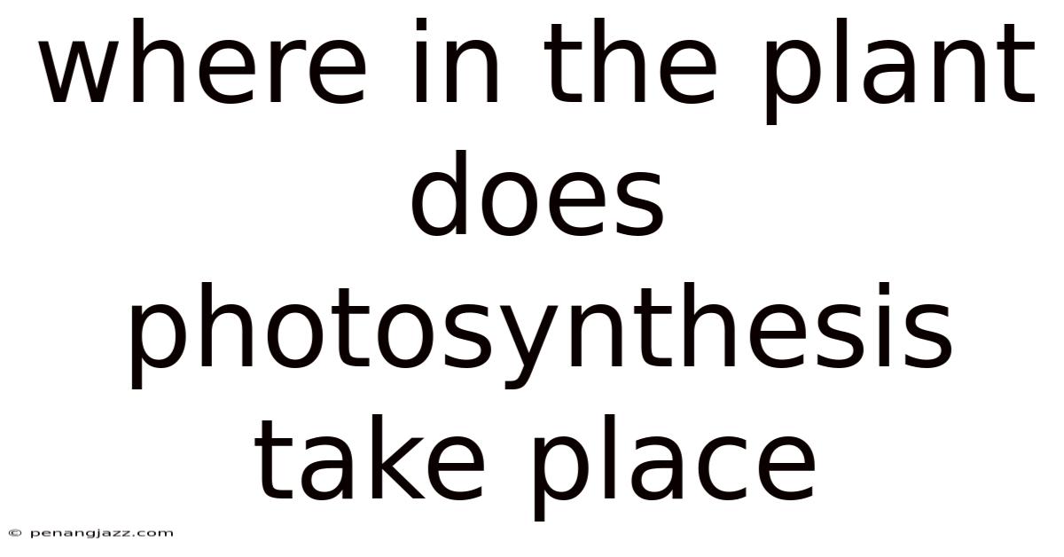 Where In The Plant Does Photosynthesis Take Place