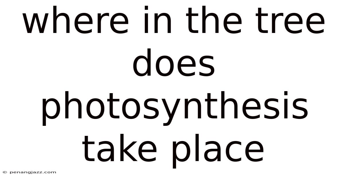 Where In The Tree Does Photosynthesis Take Place