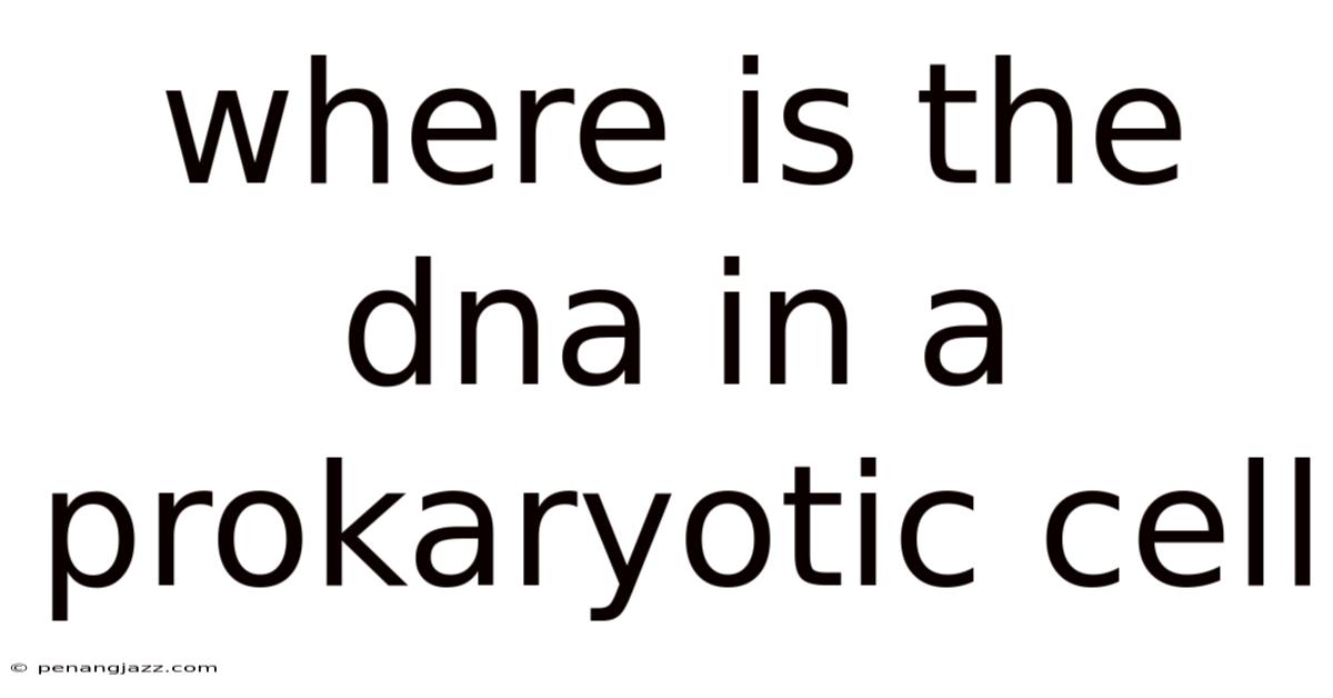Where Is The Dna In A Prokaryotic Cell