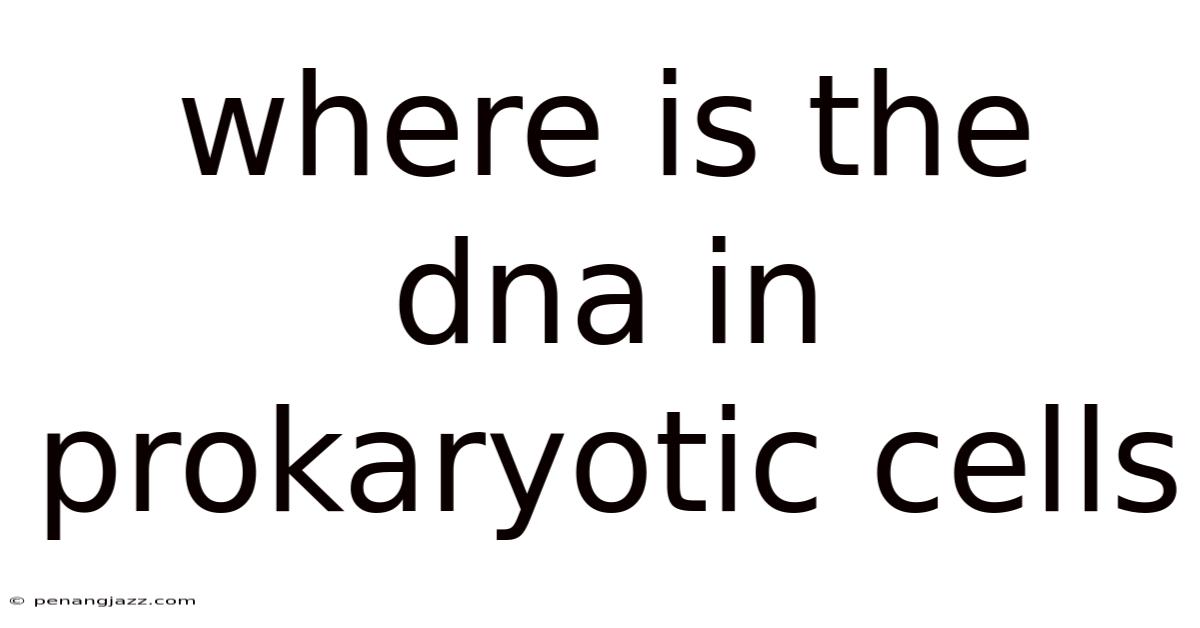 Where Is The Dna In Prokaryotic Cells