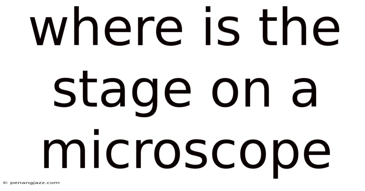 Where Is The Stage On A Microscope
