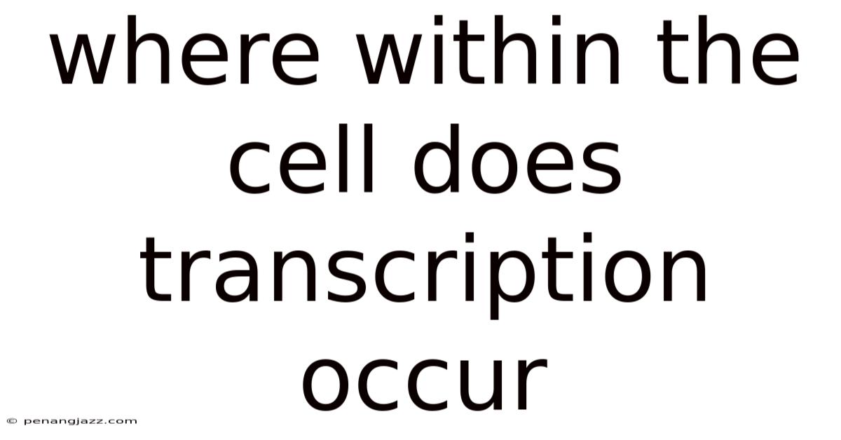 Where Within The Cell Does Transcription Occur