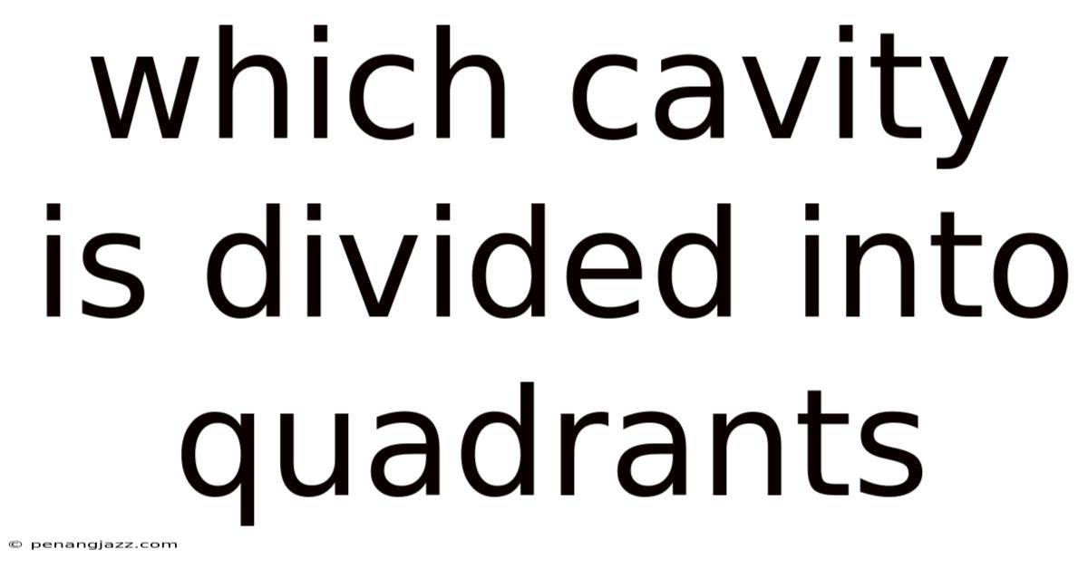 Which Cavity Is Divided Into Quadrants