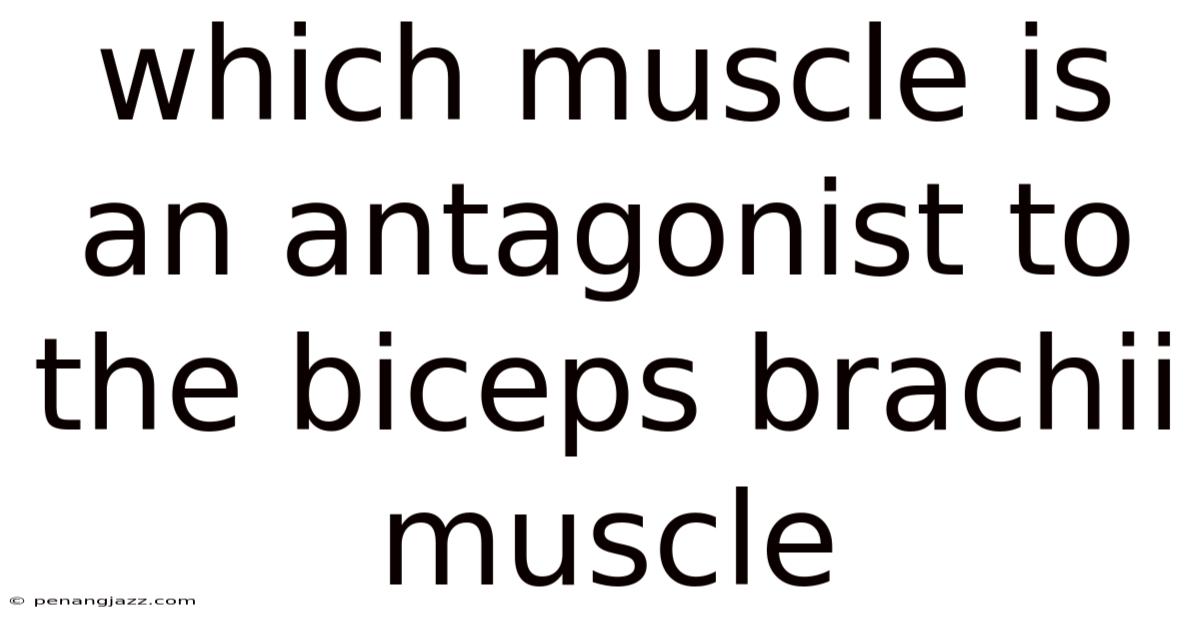 Which Muscle Is An Antagonist To The Biceps Brachii Muscle