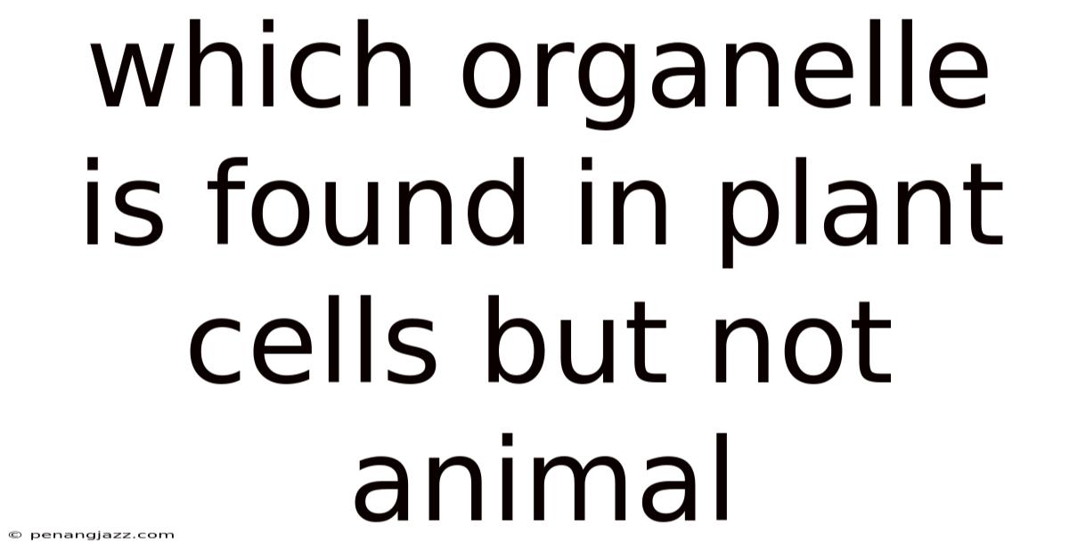 Which Organelle Is Found In Plant Cells But Not Animal