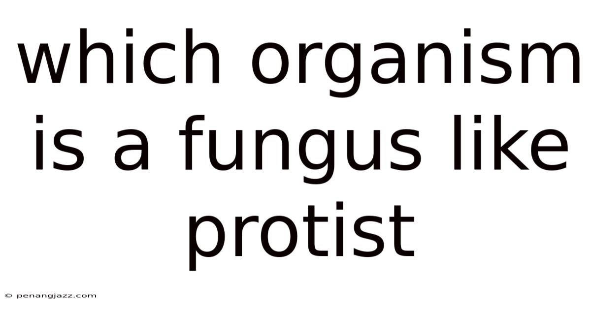 Which Organism Is A Fungus Like Protist