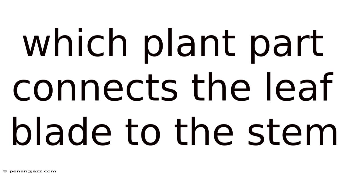 Which Plant Part Connects The Leaf Blade To The Stem