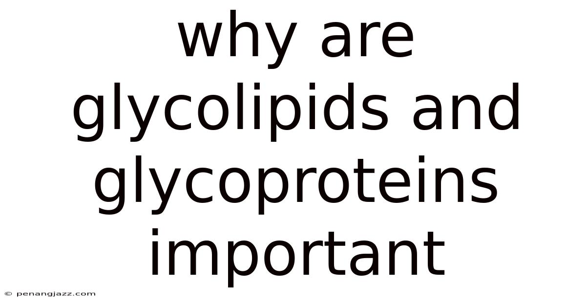 Why Are Glycolipids And Glycoproteins Important