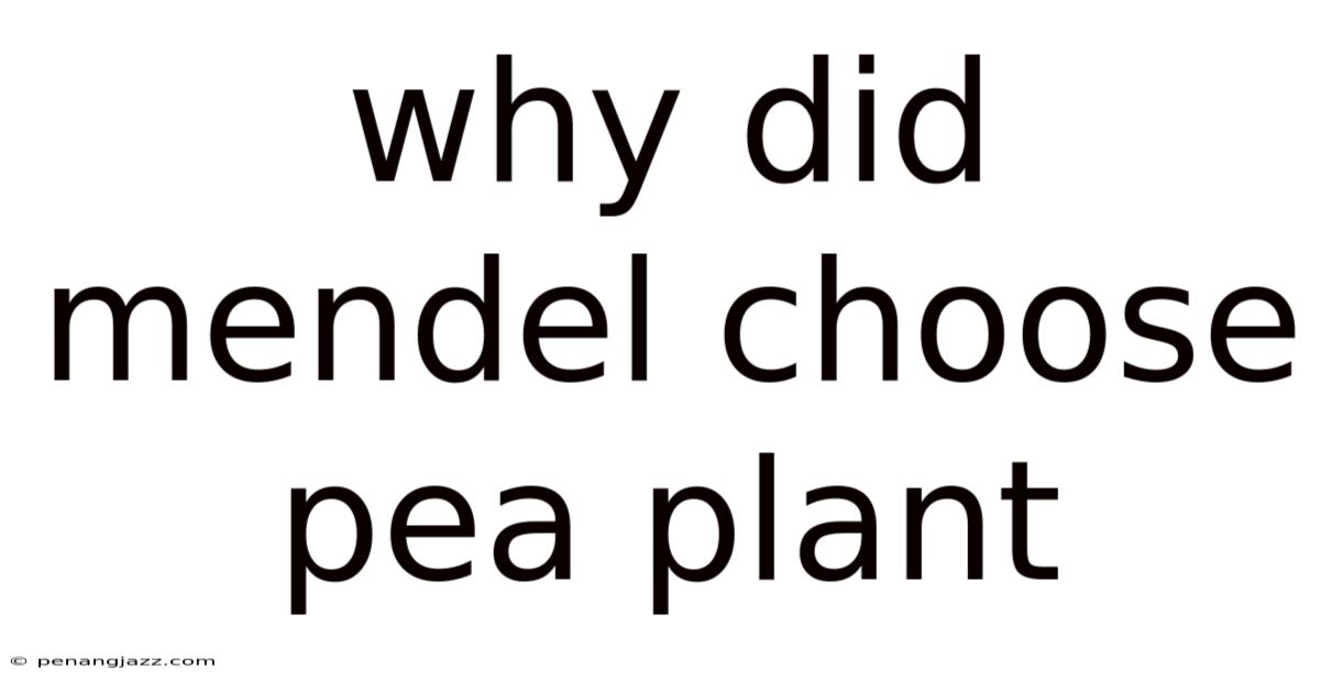 Why Did Mendel Choose Pea Plant