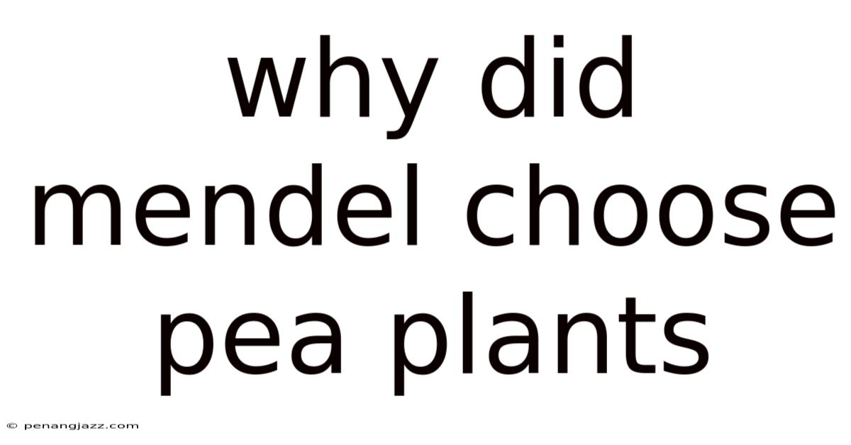 Why Did Mendel Choose Pea Plants