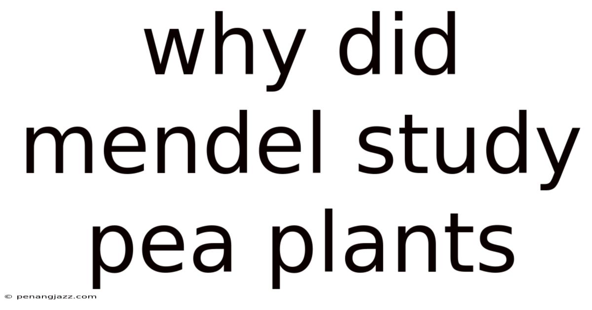 Why Did Mendel Study Pea Plants