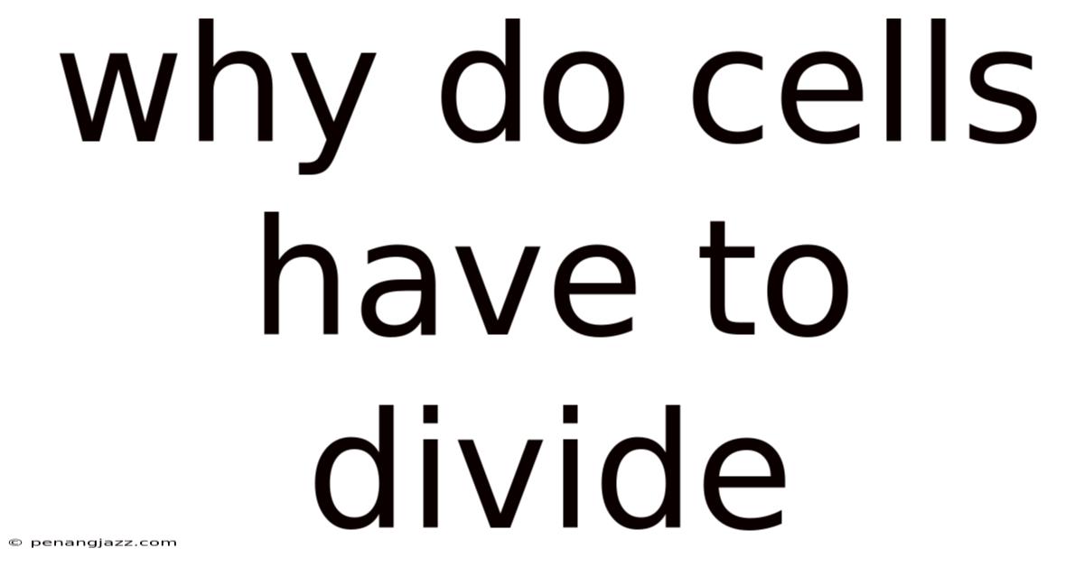 Why Do Cells Have To Divide
