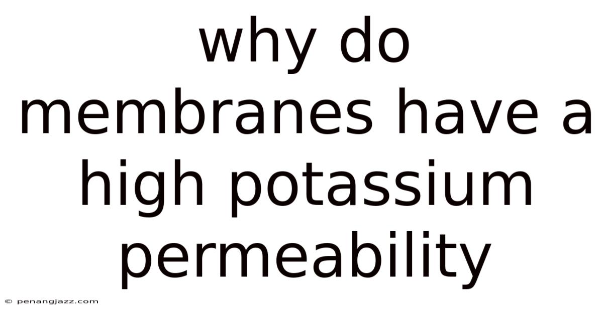 Why Do Membranes Have A High Potassium Permeability