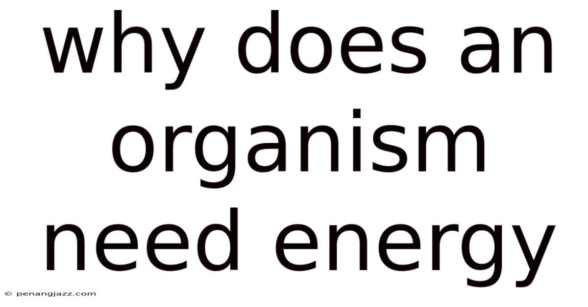 Why Does An Organism Need Energy