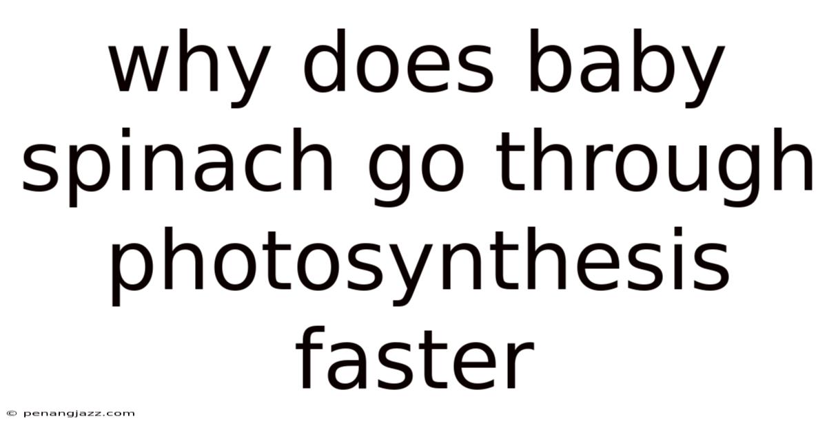 Why Does Baby Spinach Go Through Photosynthesis Faster