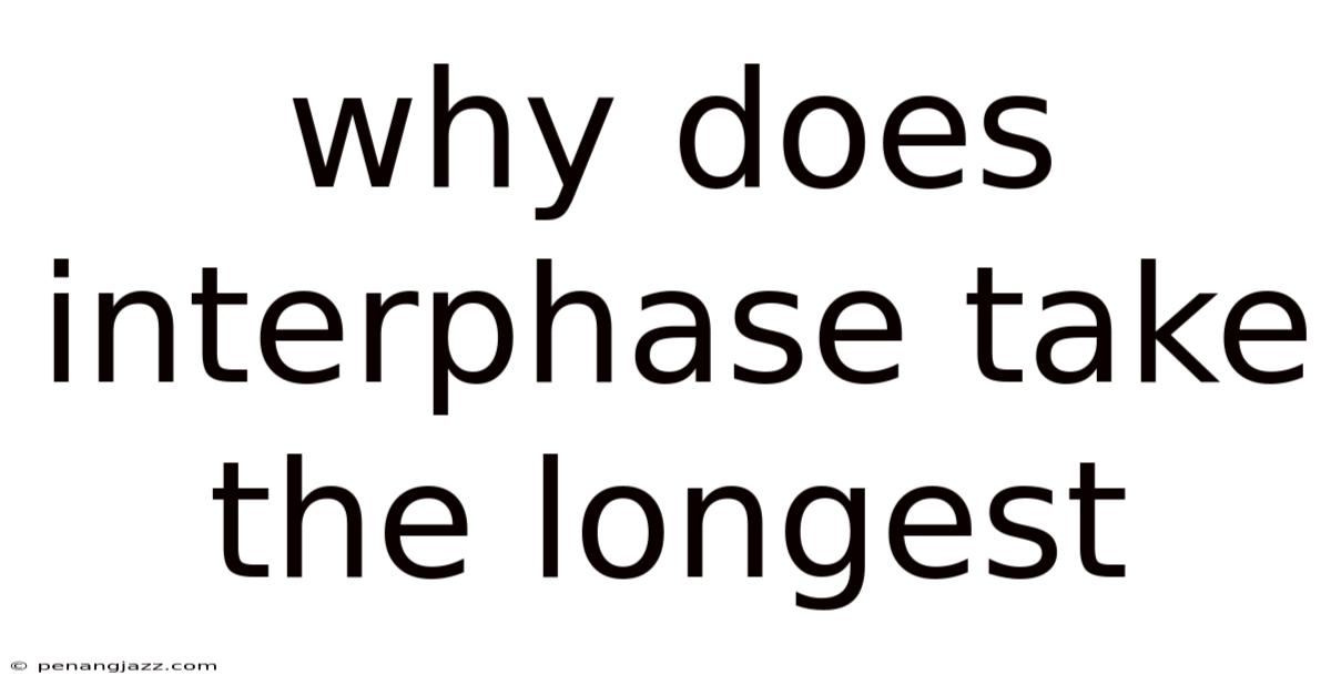 Why Does Interphase Take The Longest