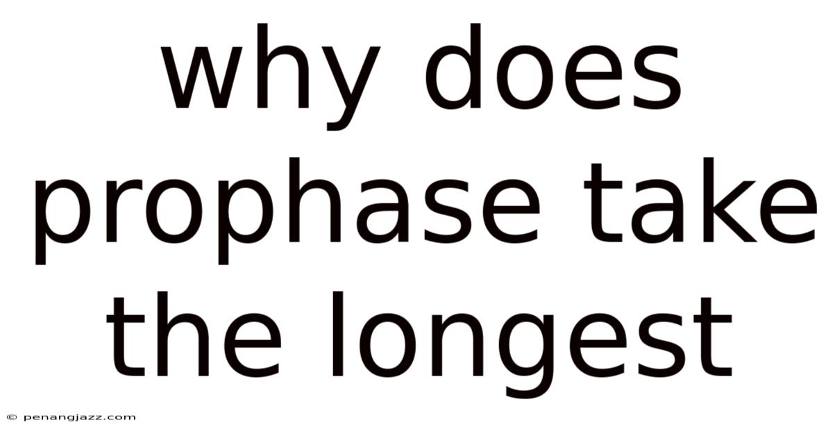 Why Does Prophase Take The Longest