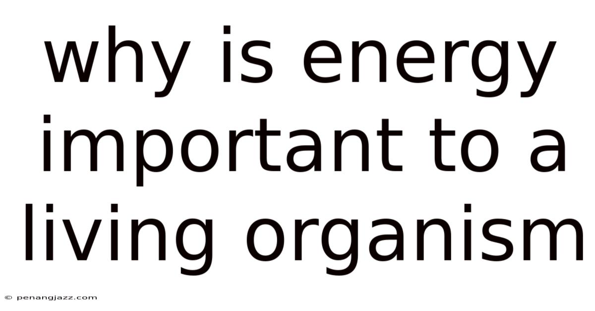 Why Is Energy Important To A Living Organism