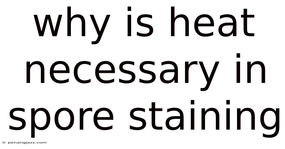 Why Is Heat Necessary In Spore Staining