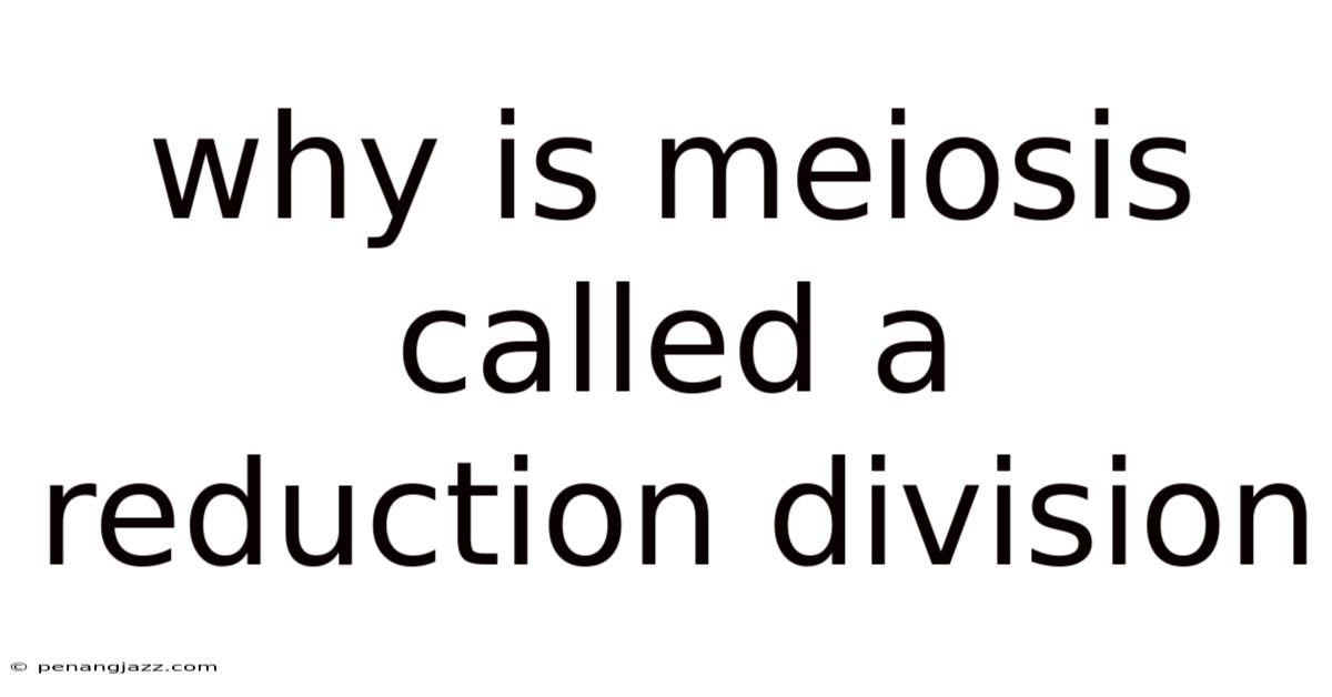 Why Is Meiosis Called A Reduction Division
