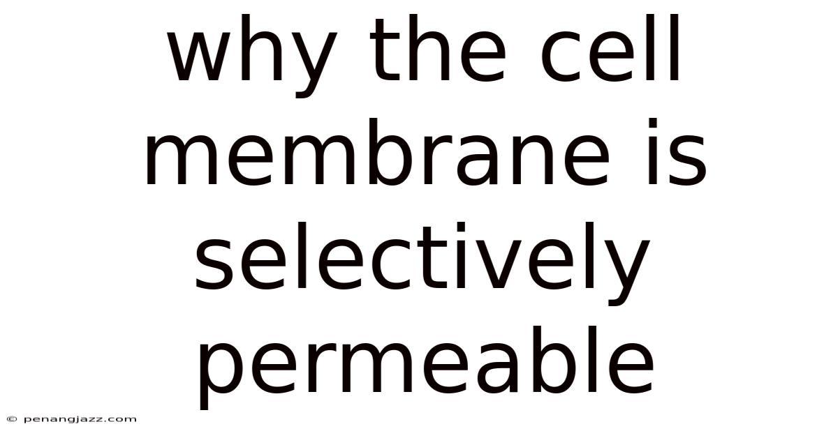 Why The Cell Membrane Is Selectively Permeable